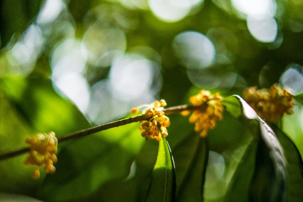 桂花 木樨 岩桂 金桂 银桂 丹桂 月桂 木犀 九里香 植物 花卉 盛开的桂花 桂花开了