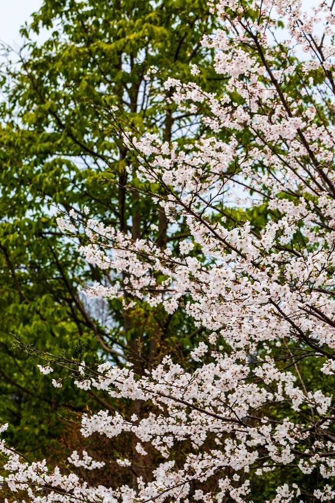樱花 东京樱花 日本樱花 花朵 盛开的樱花 白色的樱花 花儿 花