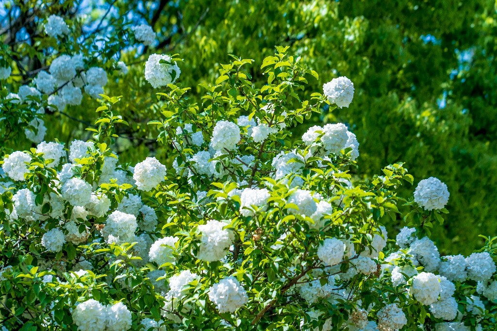 绣球 八仙花 粉团花 草绣球 紫绣球 紫阳花 山绣球