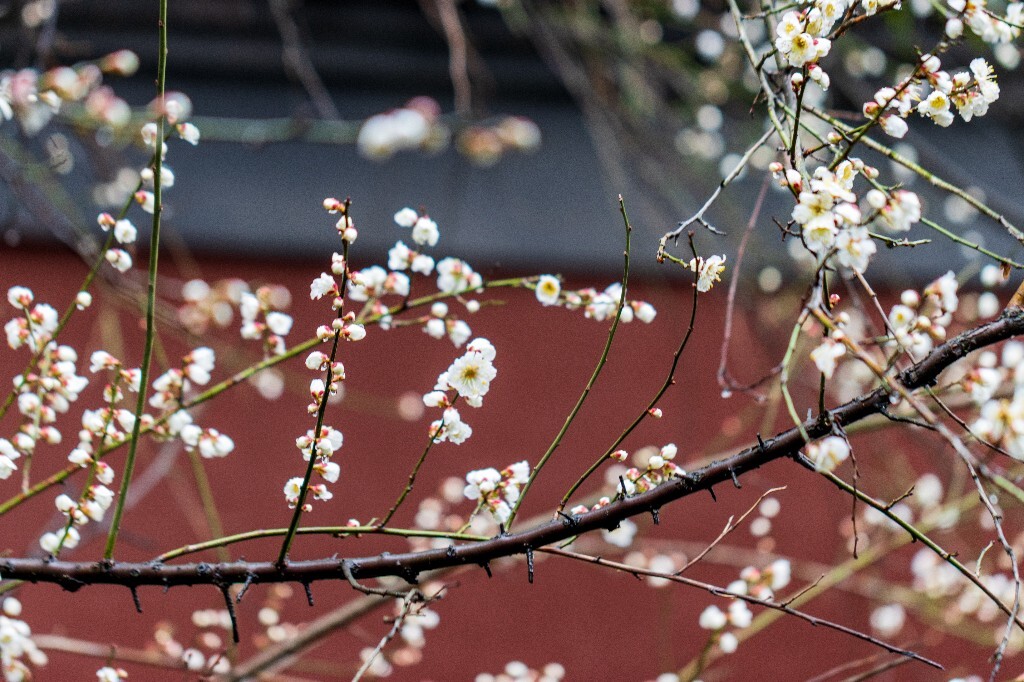 梅花 腊梅 风光 摄影 自然 植物 微距 旅行 建筑 钱王祠