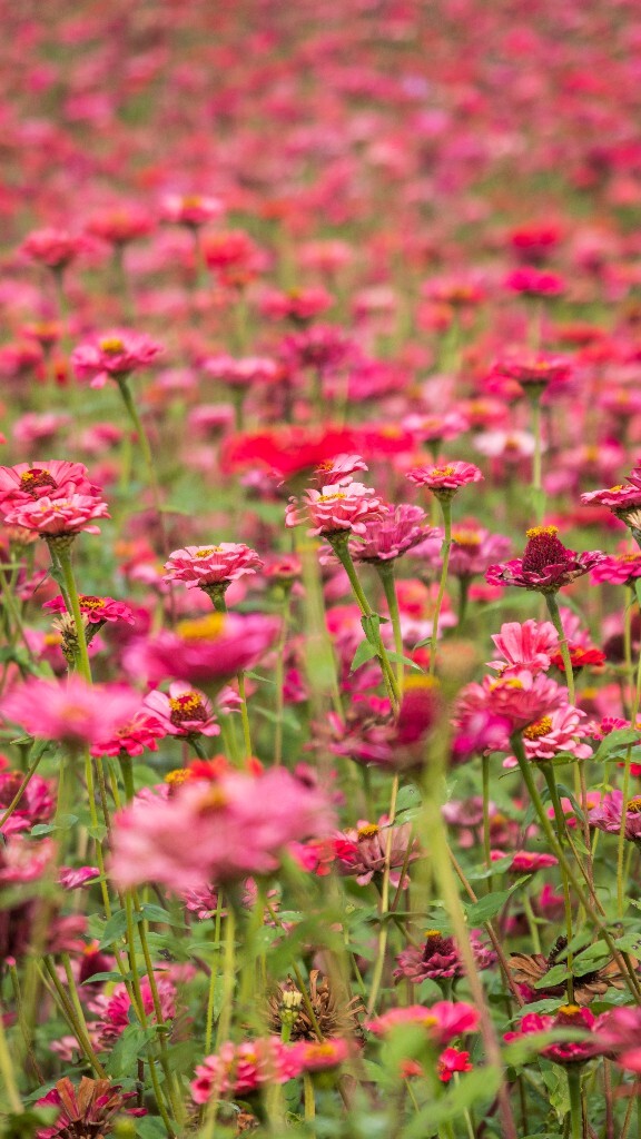 百日草 步步高 火球花 对叶菊 秋罗 步步登高 不等高 百日菊 植物 花朵 花儿 旅行