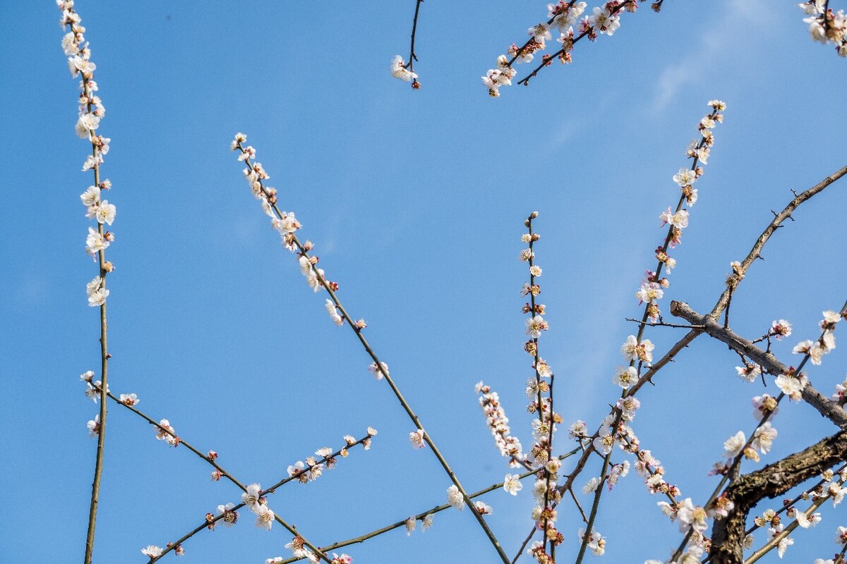 梅花 植物 花 花朵 梅花盛开 盛开的梅花 蓝天白云 花儿