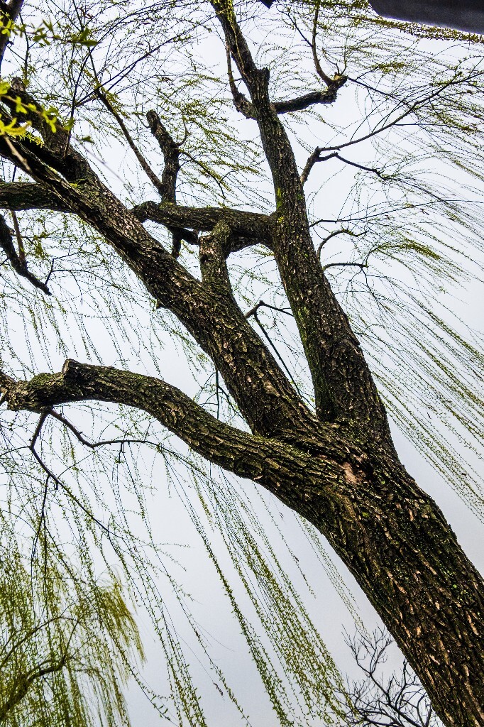 柳树 风光 西湖风光 自然 摄影 西湖柳树 旅行 春天 植物 柳叶