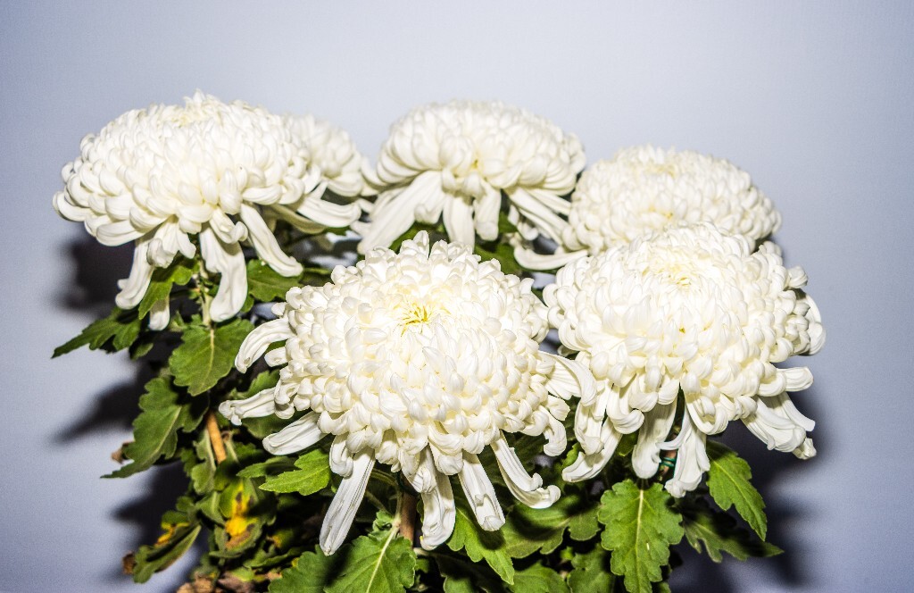菊花 寿客 金英 黄华 秋菊 陶菊 日精 女华 延年 隐逸花 家菊 植物 花朵 图片 摄影 旅行 菊花展