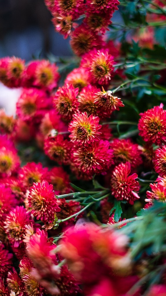 寿客 金英 黄华 秋菊 陶菊 日精 女华 延年 隐逸花 家菊 摄影 花朵花儿 盛开的菊花