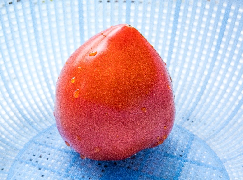 西红柿 水果西红柿 番茄 水果 摄影