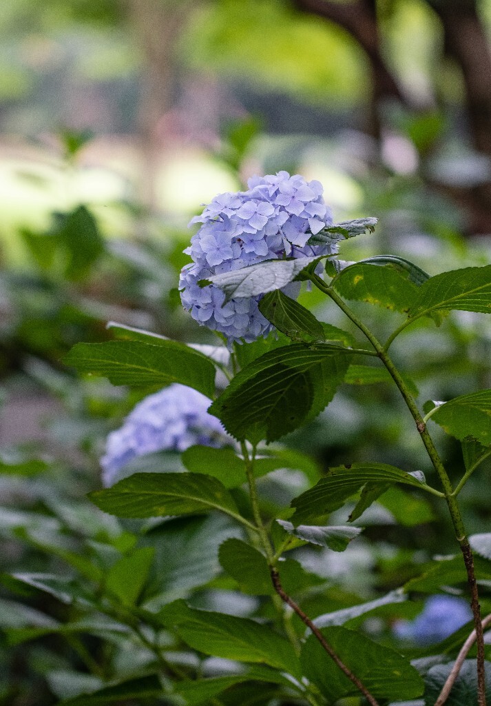 八仙花 粉团花 草绣球 紫绣球 紫阳花  绣球 绣球花 摄影 植物 花朵 花儿