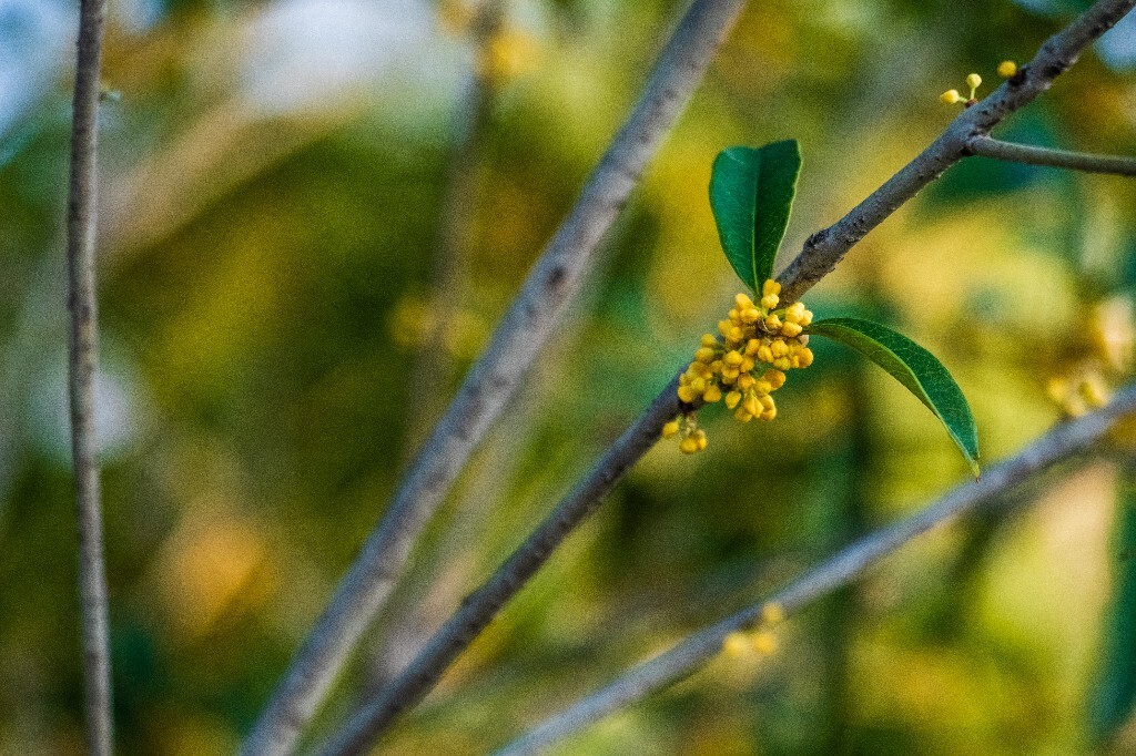 桂花 岩桂 木犀 九里香 金桂 银桂 丹桂 月桂 植物