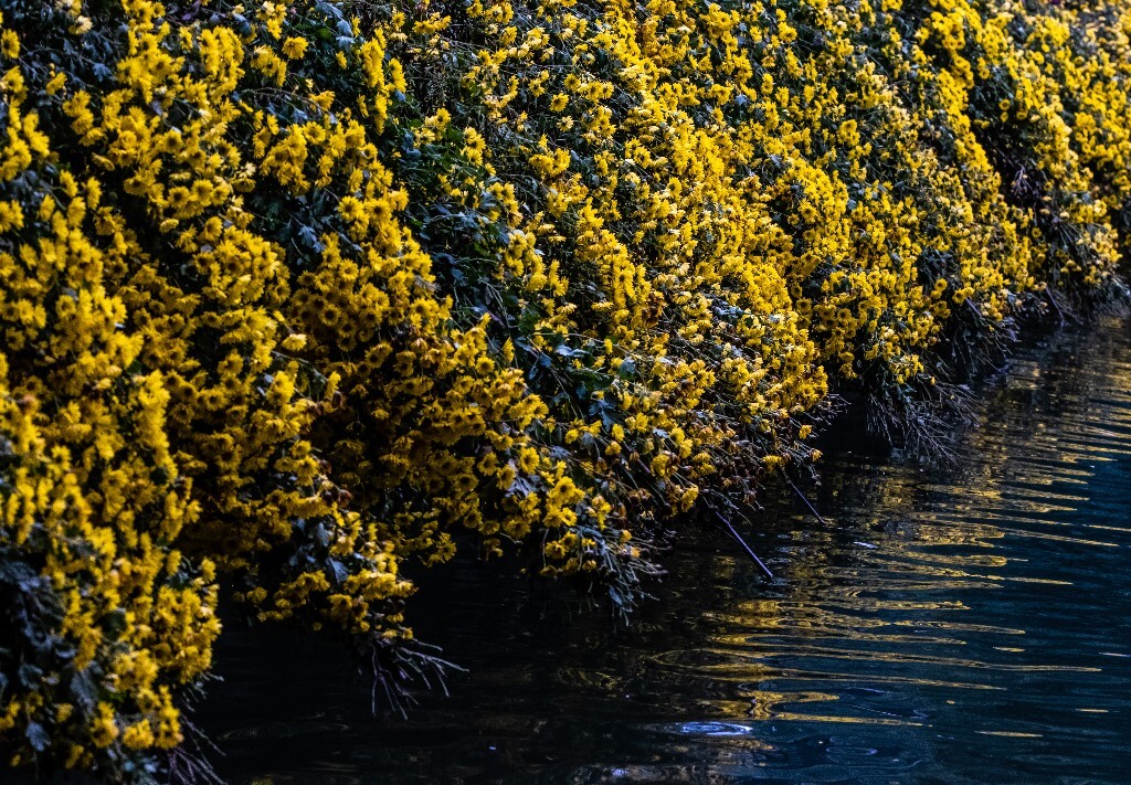 菊花 寿客 金英 黄华 秋菊 陶菊 日精 女华 延年 隐逸花 家菊 花儿 盛开的菊花
