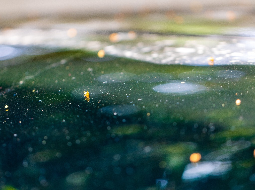 桂花 摄影 风光 地上的桂花 花朵 花朵 微距