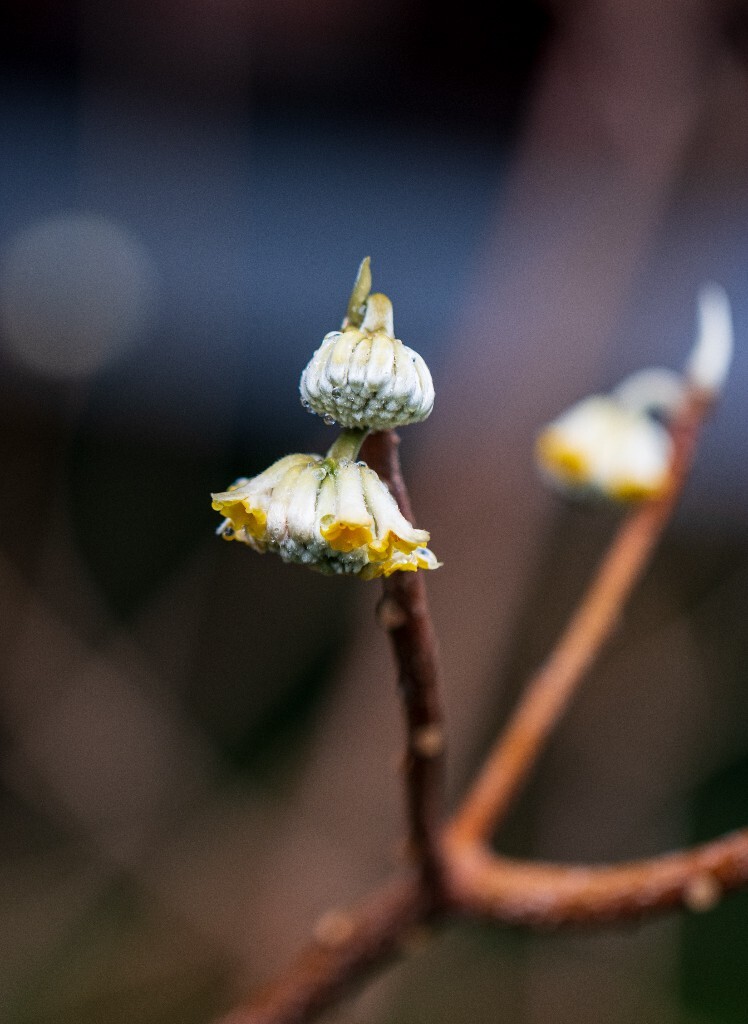 打结花 打结树 黄瑞香 喜花 梦冬花 岩泽兰 三桠皮 三叉树 蒙花 家香 山棉皮 雪花皮 梦花 雪里开 打结花 黄瑞香