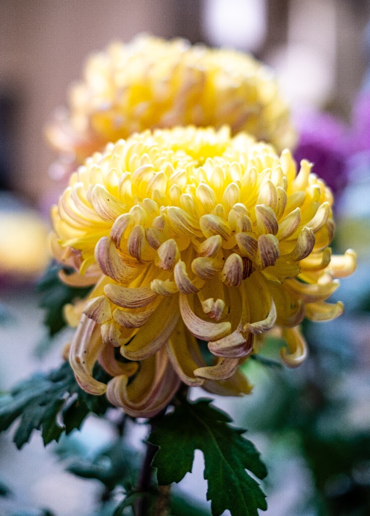 菊花 寿客 金英 黄华 秋菊 陶菊 日精 女华 延年 隐逸花 家菊 花儿 盛开的菊花