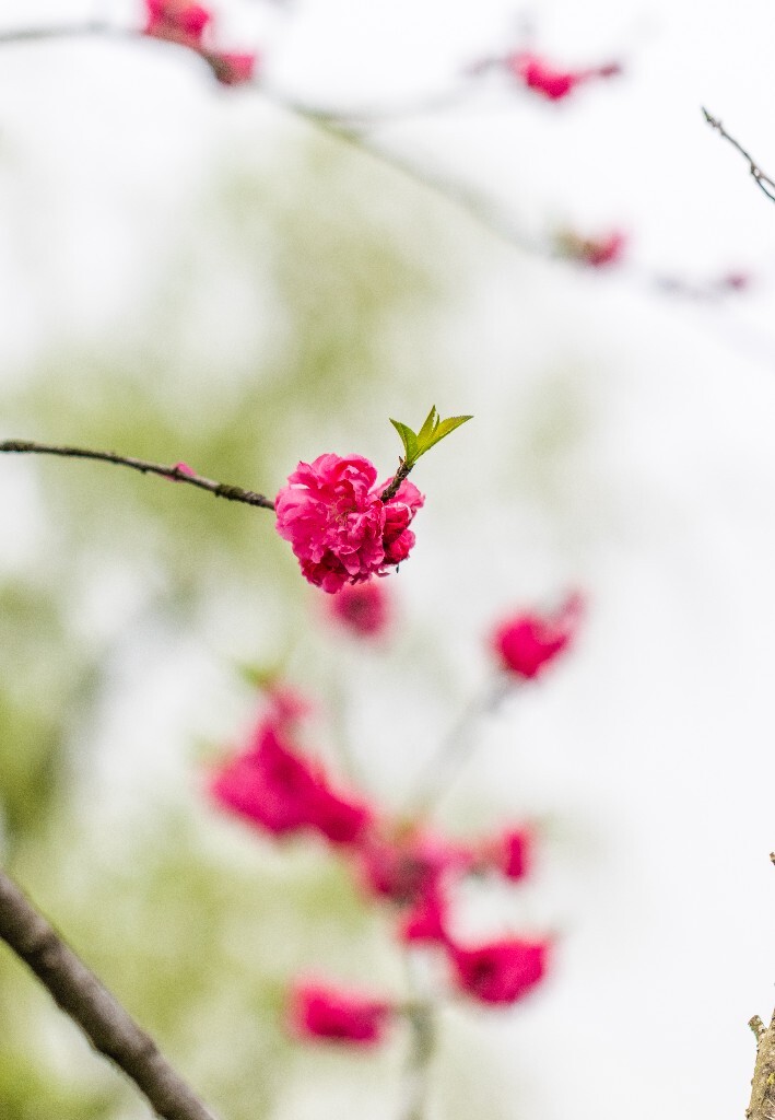 西湖桃花  桃花 自然 微距 风光 色彩 西湖之春    <br />
春天 桃红柳绿 西湖三月天