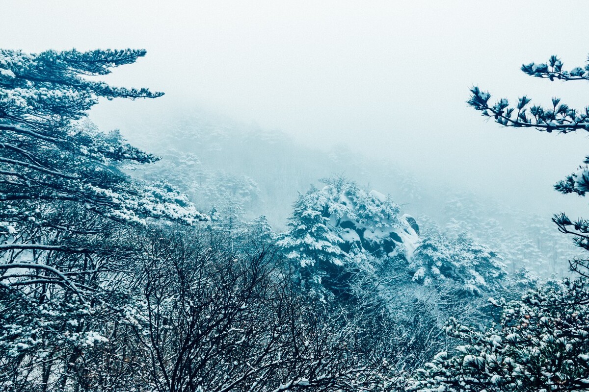 雪景 大自然 自然 风光 黄山雪景 摄影 银妆素裹 千里冰封 万里雪飘 旅游 树枝上的雪 森林雪景