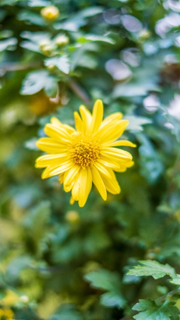 菊花 寿客 金英 黄华 秋菊 陶菊 日精 女华 延年 隐逸花 家菊 花儿 盛开的菊花