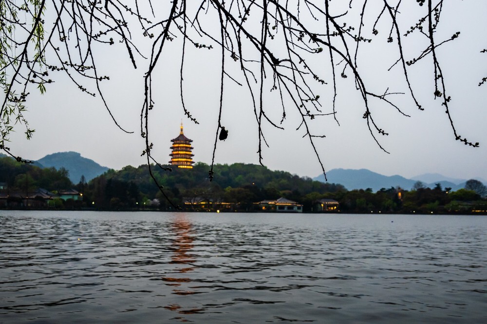 柳树 风光 摄影 自然 旅行 西湖风光 西湖柳树 柳叶 叶子 植物 背影 雷锋塔