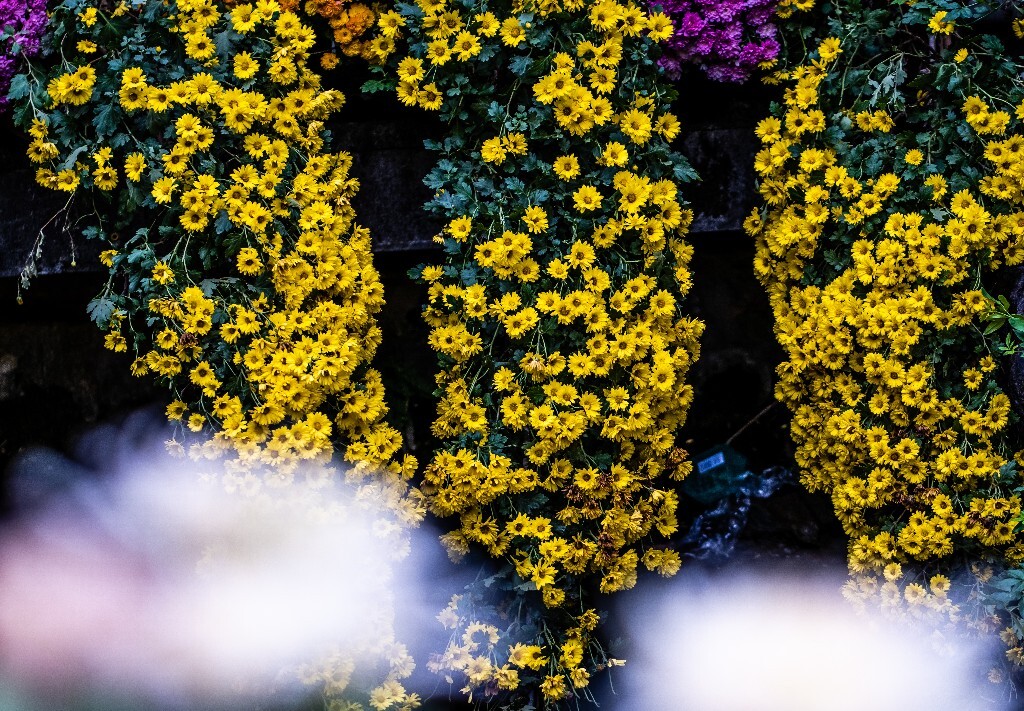 菊花 寿客 金英 黄华 秋菊 陶菊 日精 女华 延年 隐逸花 家菊 花儿 盛开的菊花