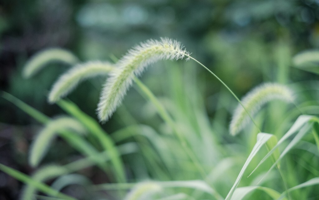 狗尾草 植物 小草  狗尾巴草  摄影 风光 旅行