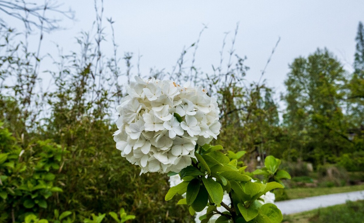 绣球 八仙花 粉团花 草绣球 紫绣球 紫阳花  花草 植物