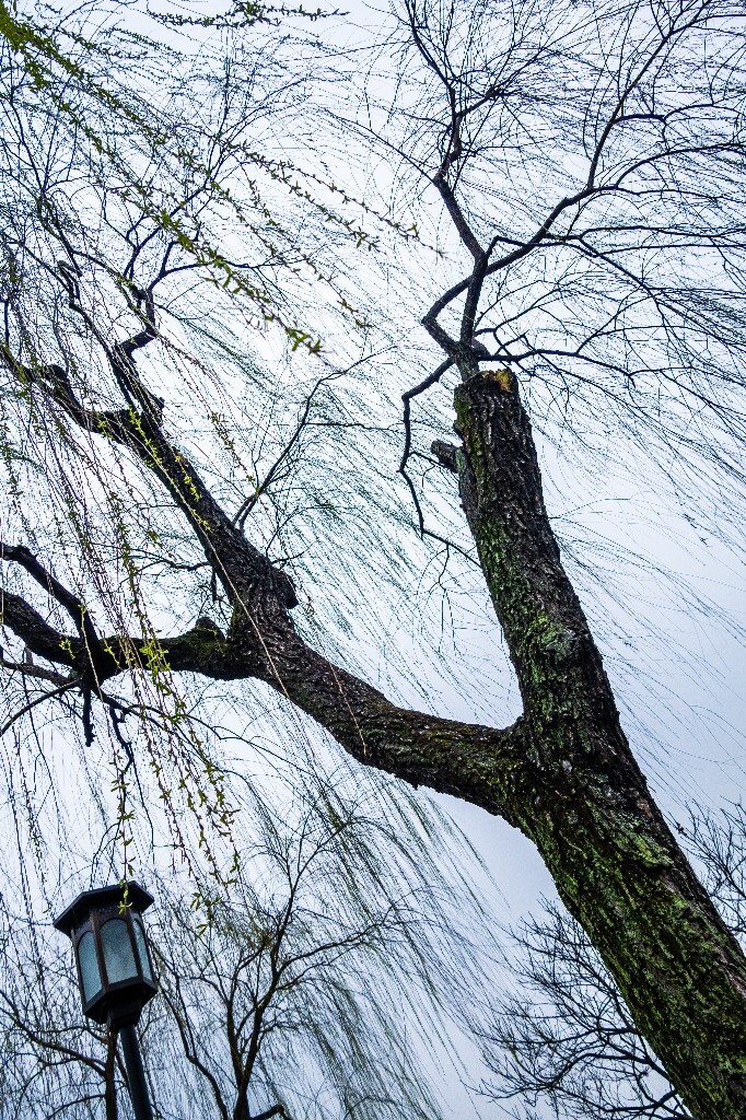 柳树 风光 西湖风光 自然 摄影 西湖柳树 旅行 春天 植物 柳叶