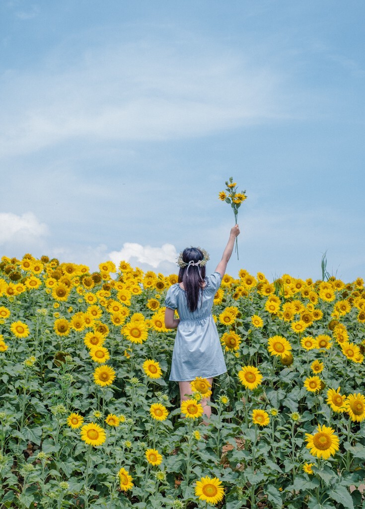 人像 背影 自然 风光 向日葵 花海 太阳花 转日莲