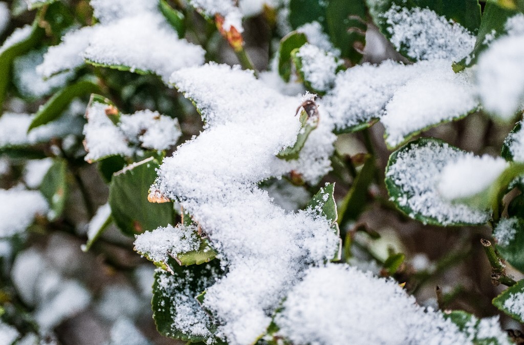 雪 雪景 自然 风光 环境 摄影 白雪 雪花 2024的第一场雪 树叶上的雪