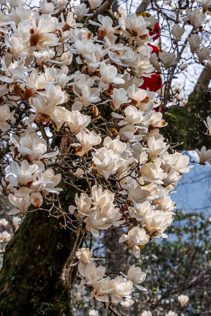 玉兰 玉兰花 植物 微距 摄影 风光 自然 法喜寺 500年玉兰 旅行 白色的玉兰
