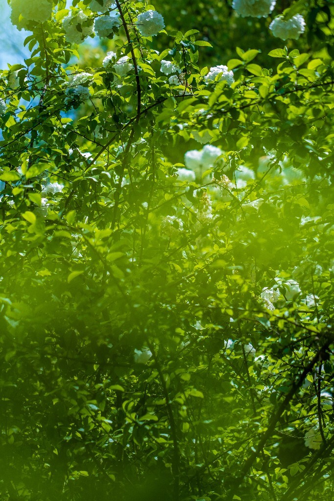 粉团花 紫阳花 八仙花 绣球 木绣球 草绣球 紫绣球 花朵 花儿 植物 摄影