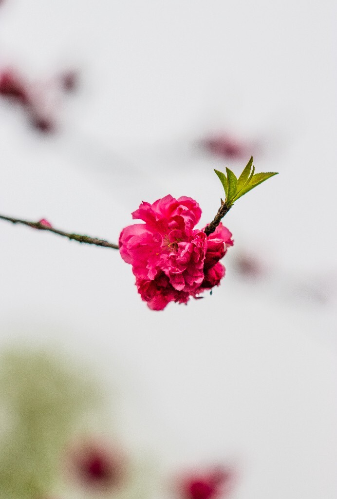 西湖桃花  西湖风光 自然  环境  桃花 西湖之春  自然 风光 花朵 花儿 