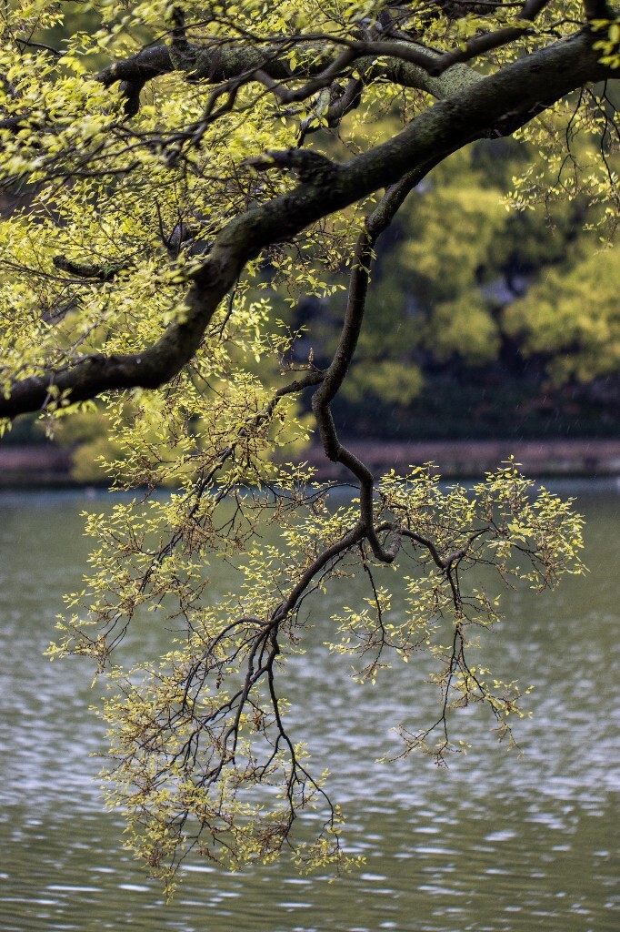 西湖风光 自然 风景 环境 春天 西湖