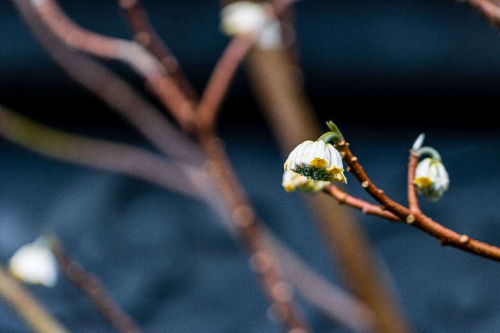 打结花 打结树 黄瑞香 喜花 梦冬花 岩泽兰 三桠皮 三叉树 蒙花 家香 山棉皮 雪花皮 梦花