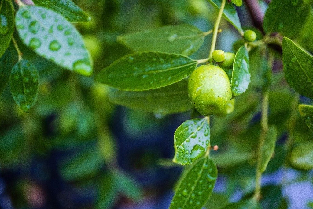 树上的枣子 枣子 植物 微距 特写 小枣 雨中的枣子