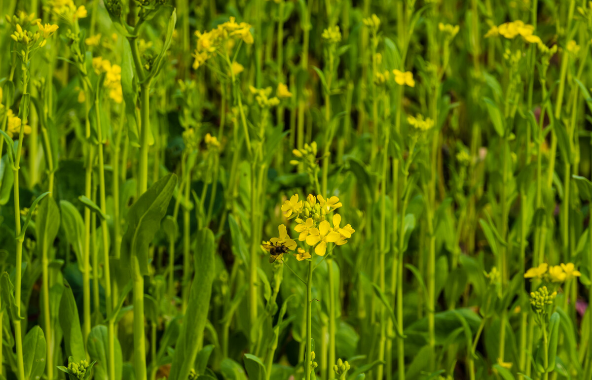 油菜花 黄色的小花 花朵 菜花  植物  摄影