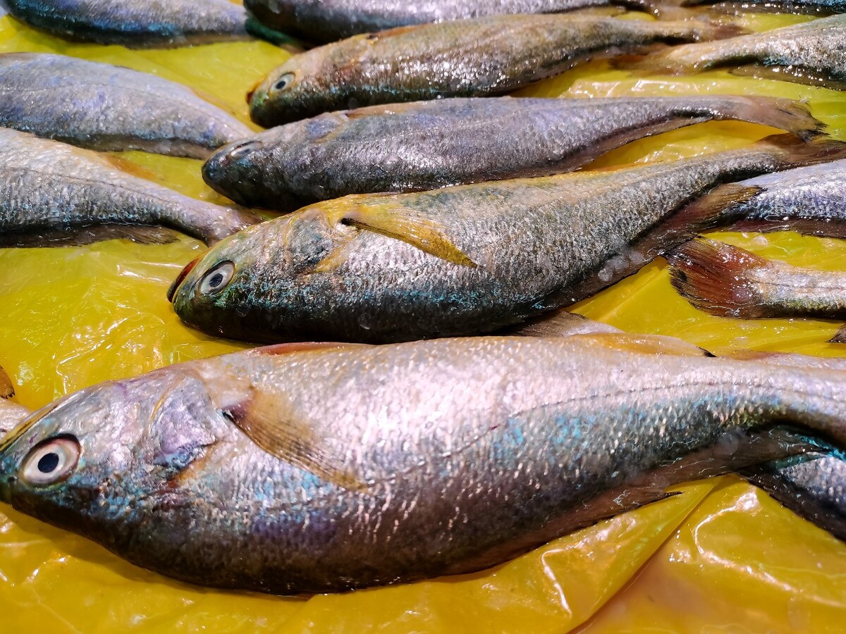 鱼 小黄鱼? 海鲜 鱼类 图片 摄影 素材 美食