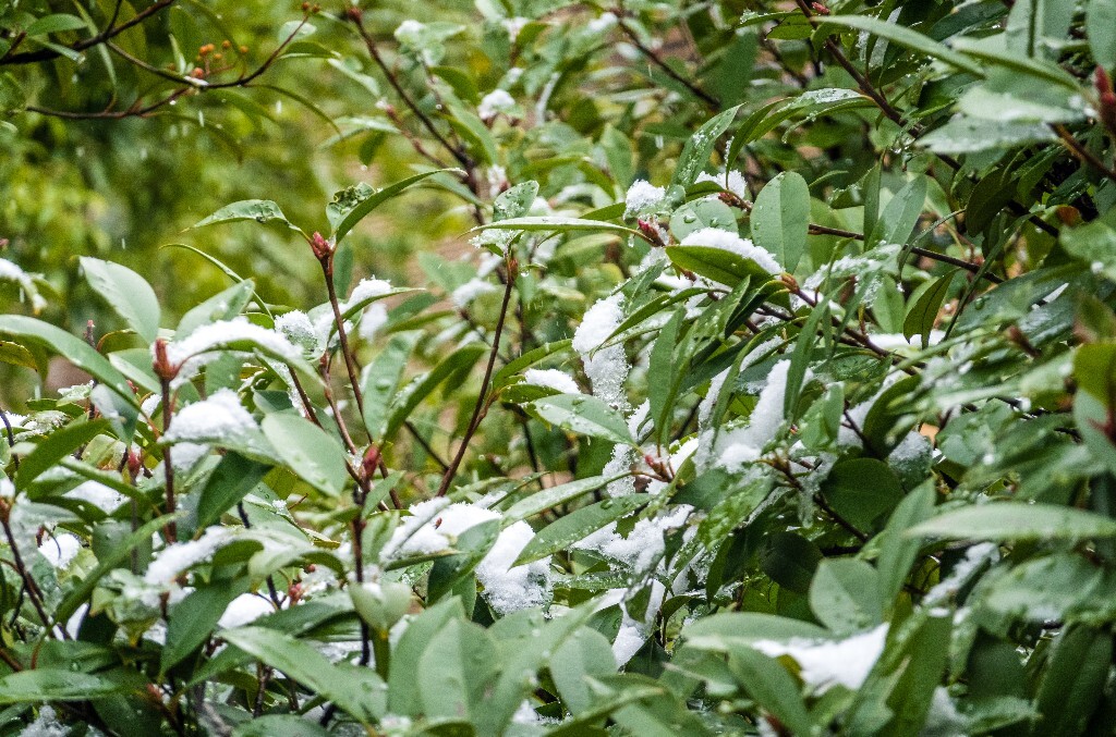 雪景 风光 风景 雪 2022年第一场雪 自然 风光 植物 旅行
