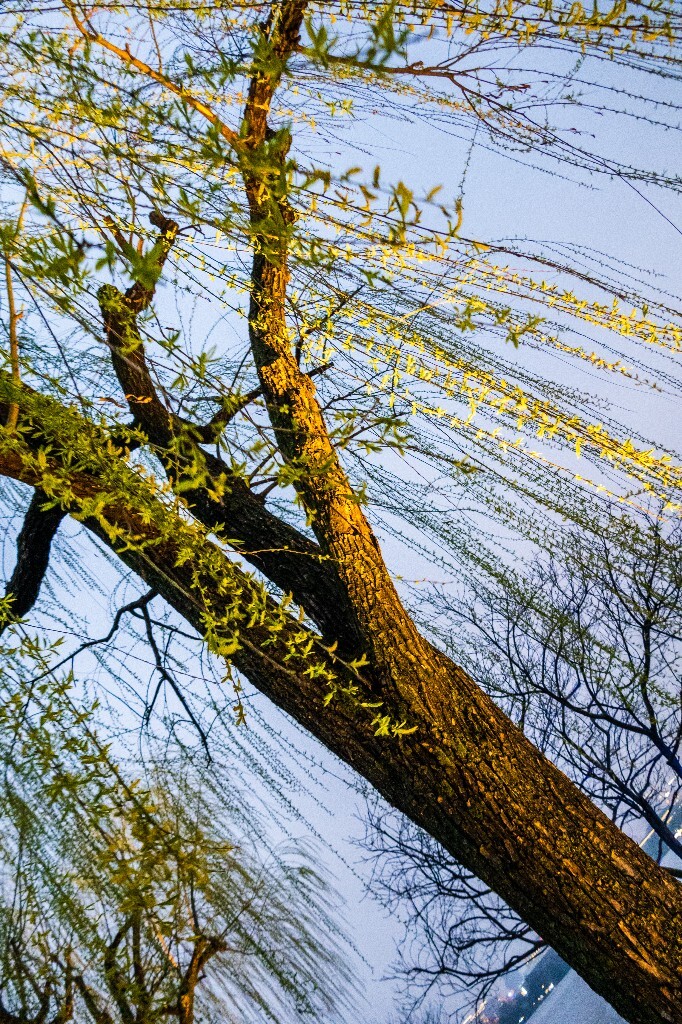 柳树 风光 自然 西湖风光 植物 叶子 柳叶 旅行 摄影 西湖柳树