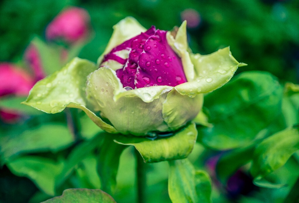 鼠姑 鹿韭 白茸 木芍药 百雨金 洛阳花 富贵花 牡丹 植物 花朵 花儿 牡丹花 含苞待放