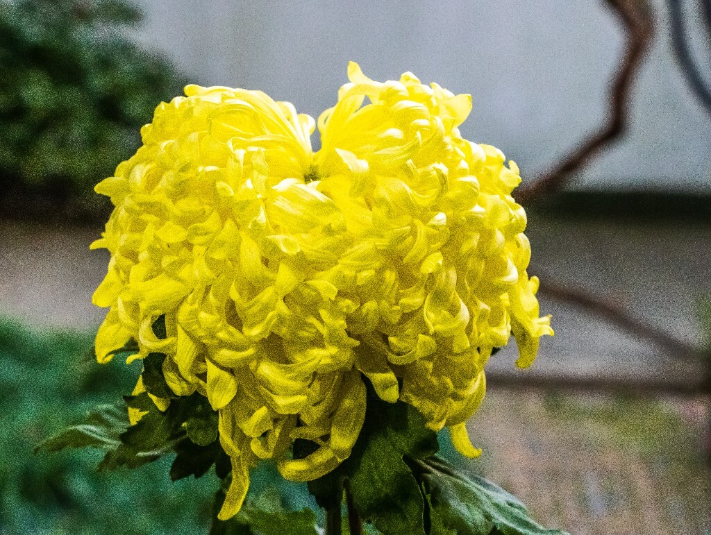寿客 金英 黄华 秋菊 陶菊 日精 女华 延年 隐逸花 家菊 植物 花草 摄影 风光