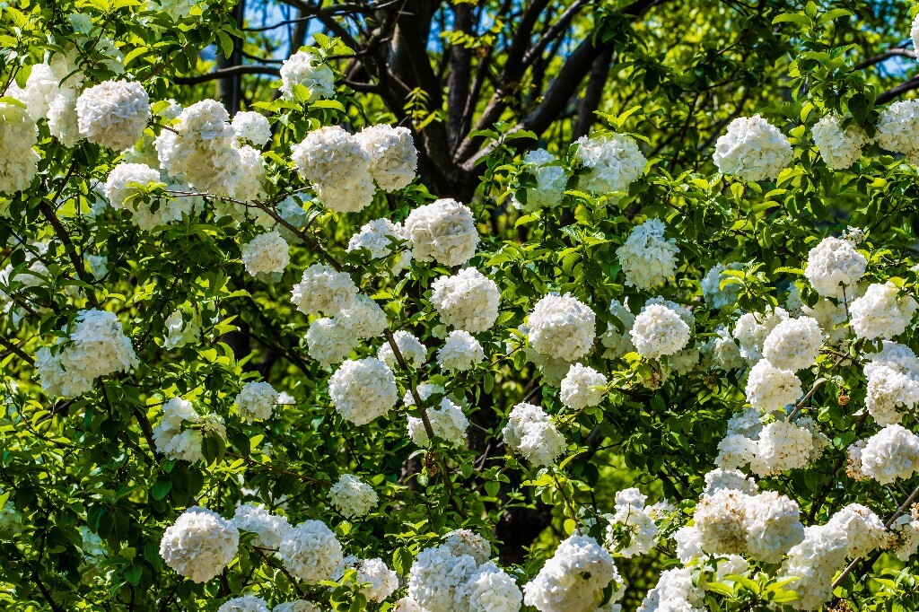 八仙花 粉团花 草绣球 紫绣球 紫阳花 绣球 木绣球 摄影 植物