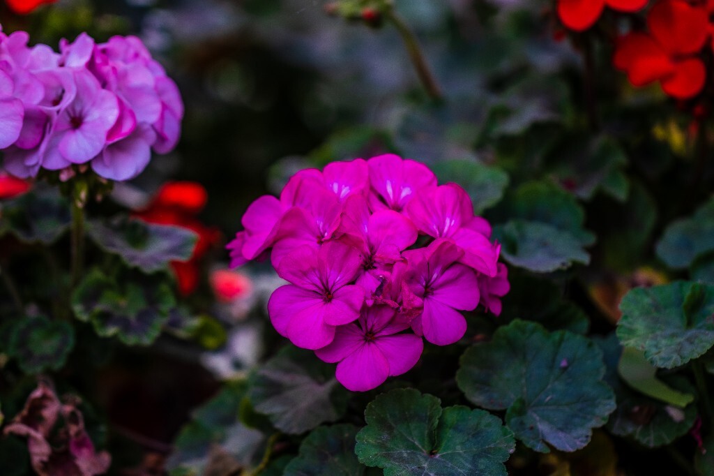 风光 花草 鲜花 花朝花 花儿 花朵 摄影