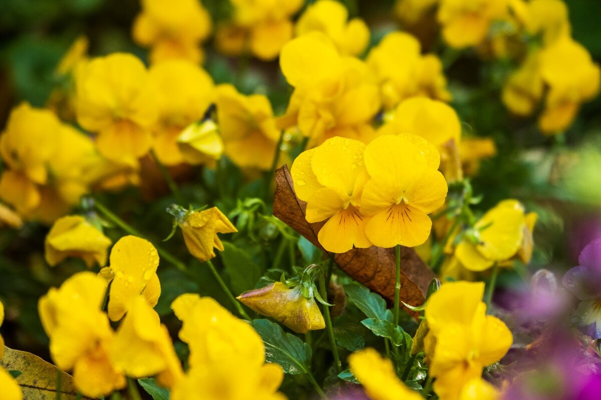 花儿 花卉 花草 自然 风景 风光 摄影 图片 素材 植物 小花 香堇菜