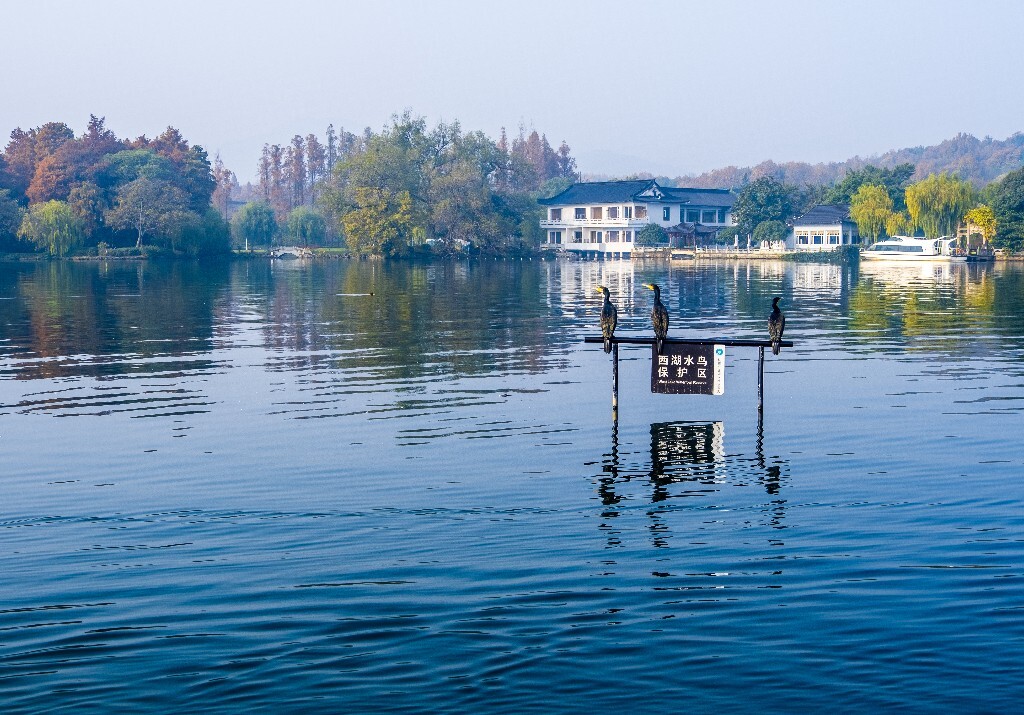 西湖水鸟 西湖风光 风光 西湖 风景 自然 湖水 图片 摄影