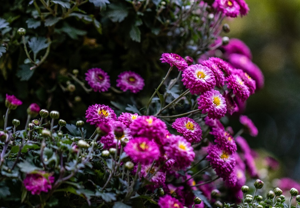 菊花 寿客 金英 黄华 秋菊 陶菊 日精 女华 延年 隐逸花 家菊 花儿 盛开的菊花