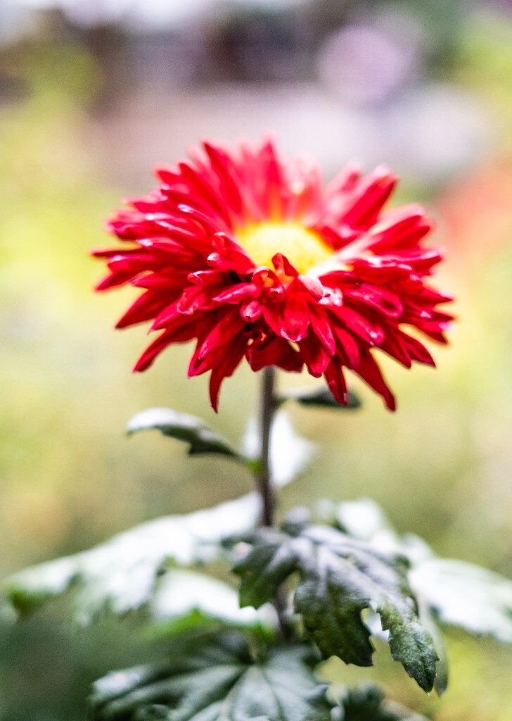 菊花 寿客 金英 黄华 秋菊 陶菊 日精 女华 延年 隐逸花 家菊 花儿 盛开的菊花
