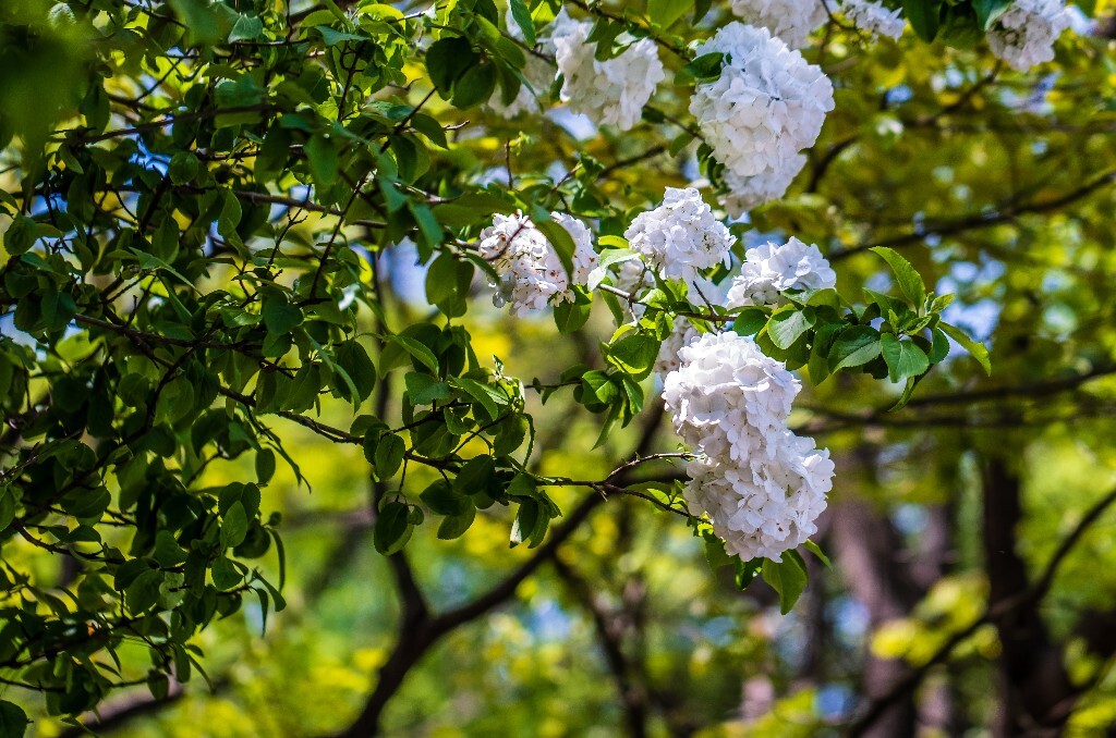 八仙花 粉团花 草绣球 紫绣球 紫阳花 绣球 木绣球 摄影 风光 植物花朵 旅行