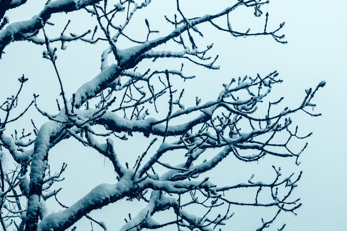 雪景 自然 风景 自然风光 大自然 黄山雪景 黄山风光 树枝上的雪 积雪 千里冰封 万里雪飘 银妆素裹