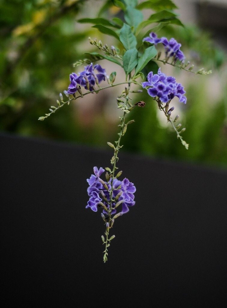 番仔刺 篱笆树 洋刺 花墙刺 桐青 白解 假连翘  花朵 花草 摄影 花儿 