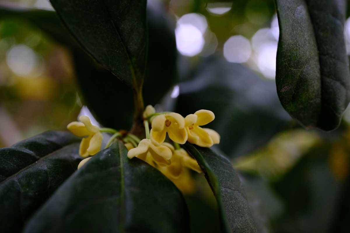 桂花 富士直出 风光 花朵花卉 风光摄影  桂花摄影 满觉陇