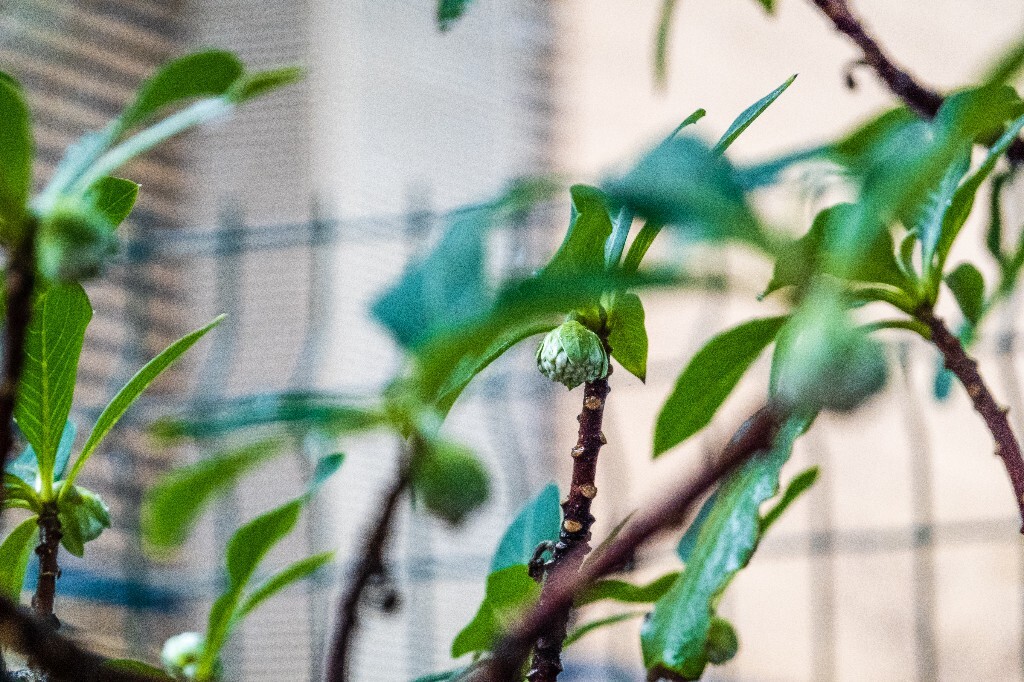 打结花 打结树 黄瑞香 喜花 梦冬花 岩泽兰 三桠皮 三叉树 蒙花 家香 山棉皮 雪花皮 梦花 雪里开 打结花 黄瑞香 花朵 花儿 风光 摄影