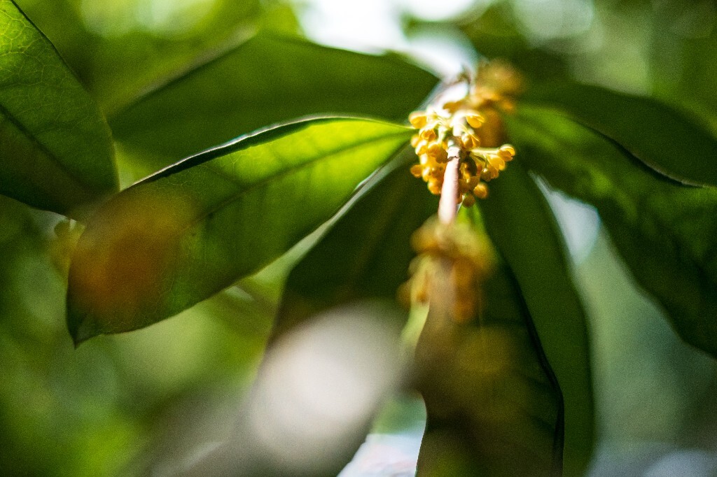 桂花 木樨 岩桂 金桂 银桂 丹桂 月桂 木犀 九里香 植物 花卉 盛开的桂花 桂花开了